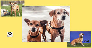 Adopt-A-Pet